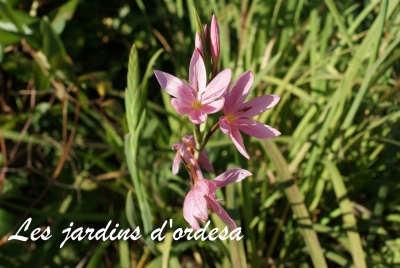 Schizostylis coccinea
lis des cafres